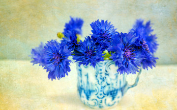 обоя цветы, васильки, синий, букет