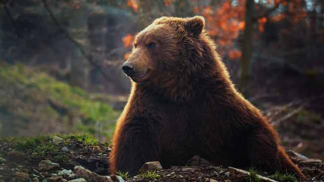 Обои картинки фото животные, медведи, бурый, медведь