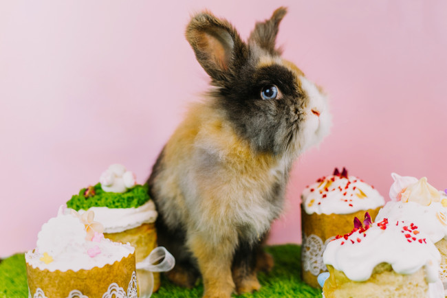 Обои картинки фото животные, кролики,  зайцы, кролик, праздник, пасха, куличи