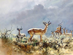 Картинка рисованное donald+grant антилопы стадо