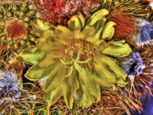 Картинка цветы кактусы