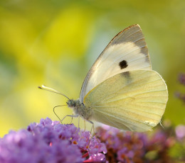 Картинка животные бабочки бабочка лимонница цветы