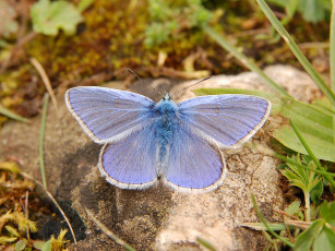 Картинка животные бабочки бабочка голубая камень трава