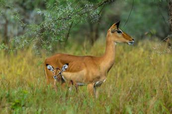 Картинка животные антилопы импала малыш мама
