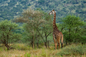 Картинка животные жирафы шея деревья