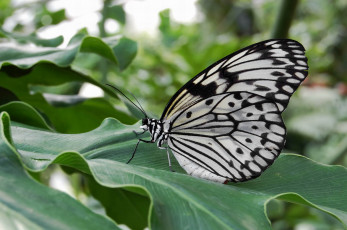 Картинка животные бабочки бабочка капустная белянка листья