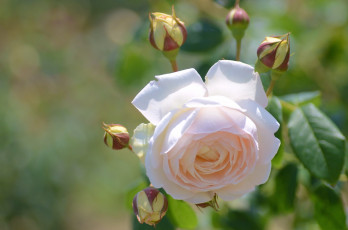 Картинка цветы розы лепестки розовый бутоны