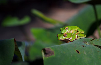 Картинка животные лягушки парочка жабки