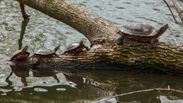Картинка животные Черепахи расписная черепаха выводок