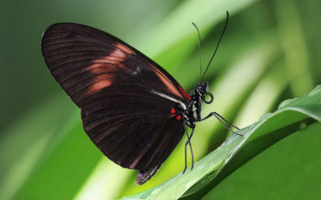 Картинка животные бабочки бабочка лист капли роса