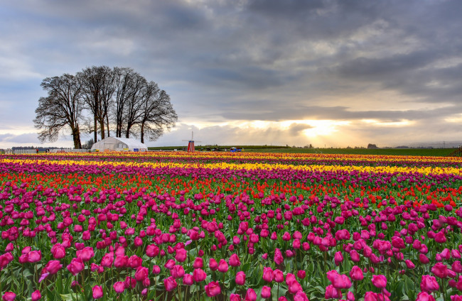 Обои картинки фото цветы, тюльпаны, поле, плантация, закат