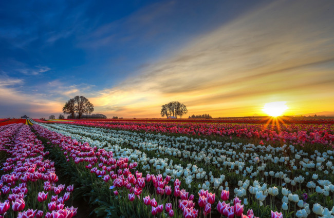 Обои картинки фото цветы, тюльпаны, поле, плантация, закат
