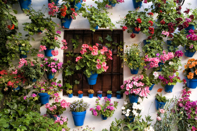 Обои картинки фото цветы, разные, вместе, стена, окно, вазоны
