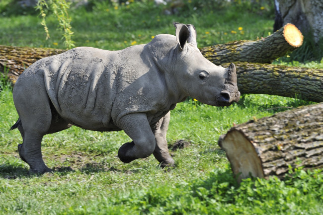 Обои картинки фото животные, носороги, малыш, носорожек