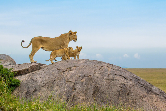 Обои картинки фото животные, львы, семья, малыши, мама