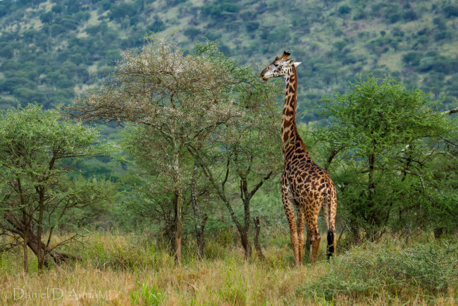 Обои картинки фото животные, жирафы, шея, деревья