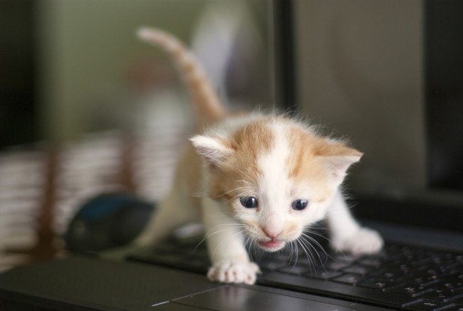 Обои картинки фото животные, коты, котёнок, малыш, клавиатура