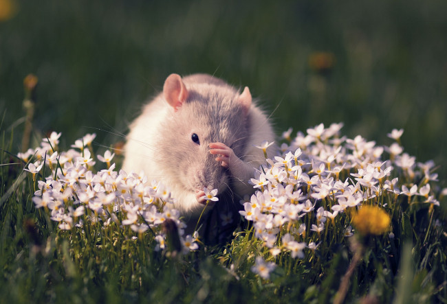 Обои картинки фото животные, крысы, мыши, крыса, цветы