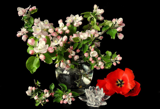 Обои картинки фото цветы, разные, вместе, яблоня, тюльпаны, ваза