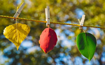 Картинка природа листья желтый зеленый осень бордовый