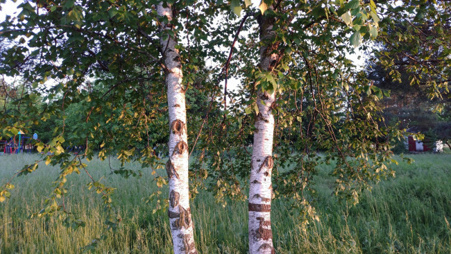 Обои картинки фото природа, деревья, берёзы
