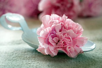 Картинка цветы гвоздики розовый