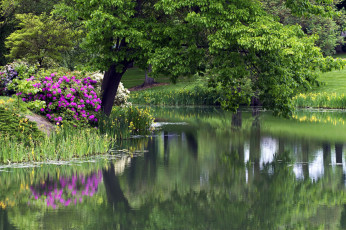 Картинка природа парк цветы деревья пруд
