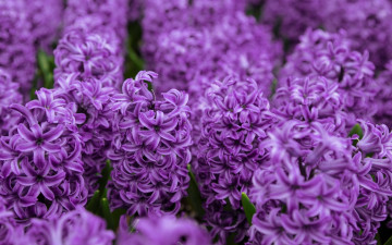 Картинка цветы гиацинты лиловый
