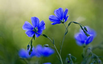 обоя цветы, лён,  ленок, синие, полевые