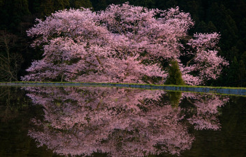 Картинка природа деревья отражение