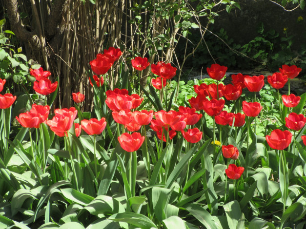 Обои картинки фото цветы, тюльпаны, апрель, весна, 2018
