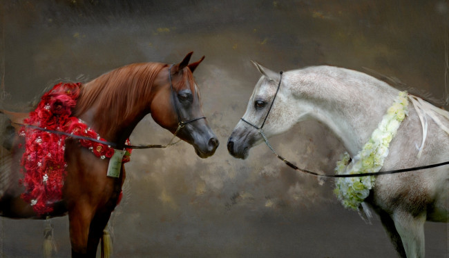 Обои картинки фото рисованное, животные,  лошади, морды, фон, гнедой, цветы, живопись, картина, белый, лошади, серый, портрет, взгляд, кони, мазки, пара, арт