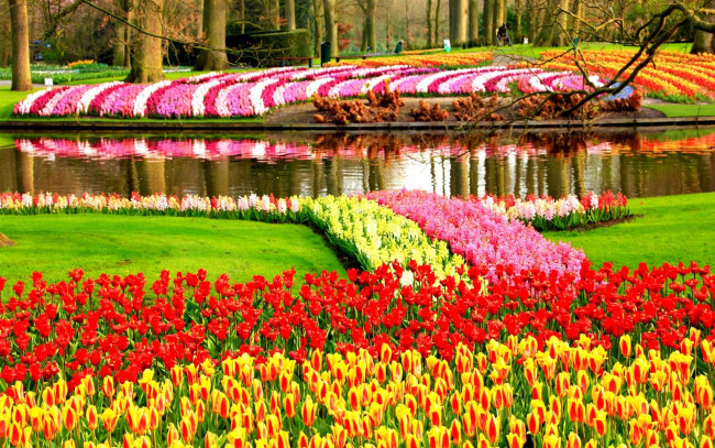Обои картинки фото keukenhof flower garden, netherland, природа, парк, keukenhof, flower, garden