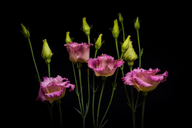 Обои картинки фото цветы, эустома, eustoma, букет