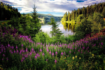 Картинка природа реки озера гора лес река кипрей