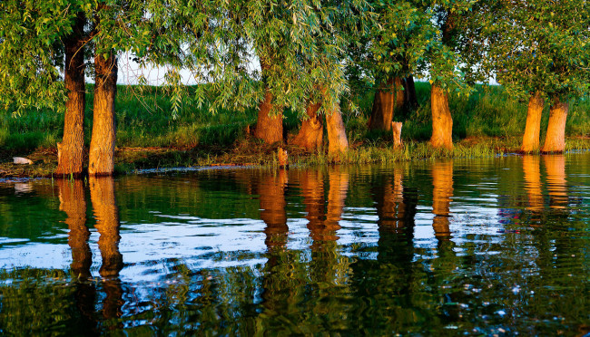 Обои картинки фото природа, деревья, вода, стволы, отражение