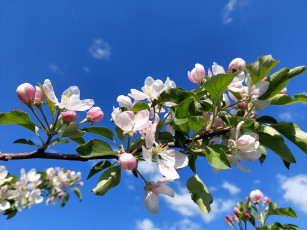 Картинка цветы цветущие+деревья+ +кустарники яблоня цветение весна 2022