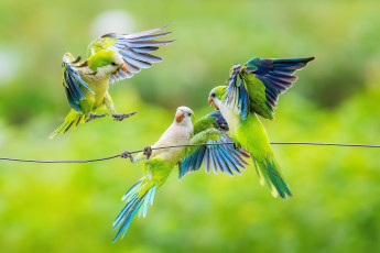 Картинка животные попугаи птицы игра зеленые провод трио позы попугайчики волнистые волнистый попугайчик