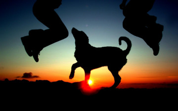 Картинка животные собаки собака закат силуэты люди прыжок