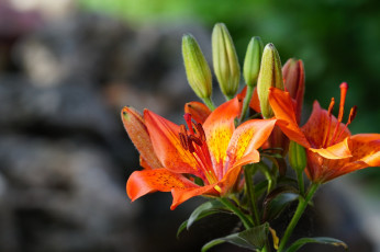 Картинка цветы лилии +лилейники оранжевые бутоны