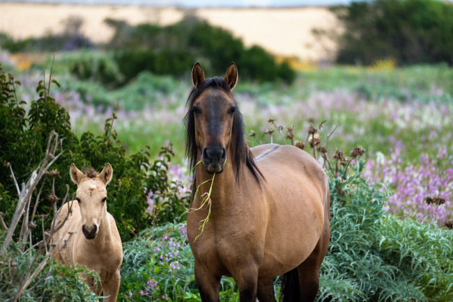 Обои картинки фото животные, лошади, лошадь, жеребенок, трава, цветы