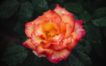 Картинка цветы розы двухцветная роза макро капли
