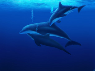 Картинка 3д графика sea undersea море дельфины