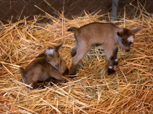 Картинка животные козы малыши коричневый двое сено