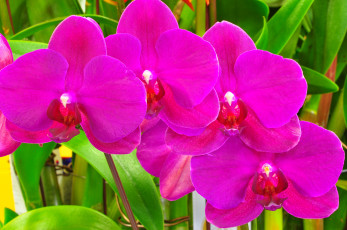 Картинка цветы орхидеи розовый яркий