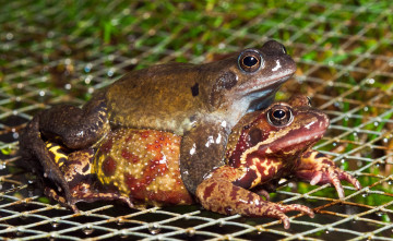 Картинка животные лягушки пучеглазые квакушки влажный жабы сырость
