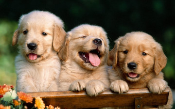 Картинка золотой ретривер животные собаки скамейка цветы три щенка