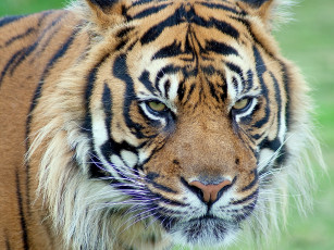 Картинка животные тигры тигр суматранский морда взгляд 4х3