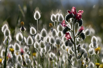 Картинка цветы луговые полевые трава макро