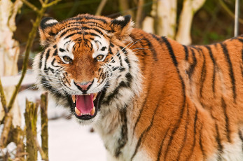 Картинка животные тигры тигр амурский морда усы полоски оскал весело